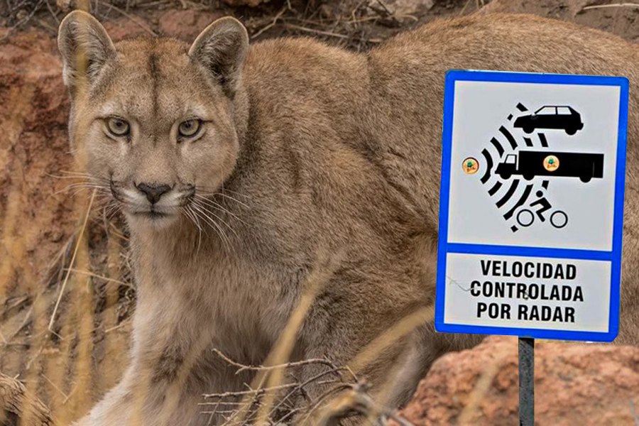 Puma muerto atropellado en el parque en el 2020